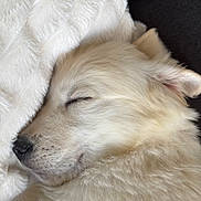 Barney participe au concours pour gagner de l'argent avec cette photo : dog, sleeping, fluffy, white, blanket, couch, cozy, pet, fur, nap, rest, indoors, closeup, cute, animal, relaxing, peaceful, mammal, companion, domestic