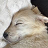 dog, sleeping, fluffy, white, blanket, couch, cozy, pet, fur, nap, rest, indoors, closeup, cute, animal, relaxing, peaceful, mammal, companion, domestic