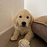 Barney participe au concours pour gagner de l'argent avec cette photo : puppy, dog, golden_retriever, toy, rope_toy, floor, corner, bed, cozy, indoor, cute, pet, animal, fur, looking, laying_down, young, playful, domestic, companion