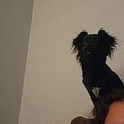 Boba is registered to the contest to win money with this photo: dog, black_dog, pet, indoor, person, glasses, face, head, furniture, brown_couch, wall, fur, ears, sitting, portrait, companion, cute, animal, domestic_animal, looking_up