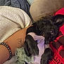 Boba joined the competition — help win amazing prizes! dog, black_dog, pet, cuddling, person, arm, bracelet, tattoo, red_shirt, fabric, blanket, indoor, cute, playful, cozy, fur, clothing, small_dog, resting, snuggling