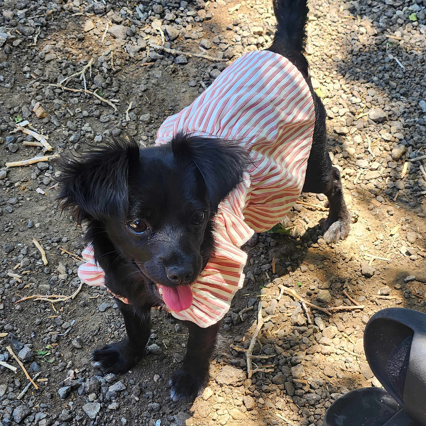 Boba is registered to the contest to win money with this photo: animal, black_dog, companion, dirt, dog, footwear, happy, nature, outdoor, pet_clothing, playful, rocks, sandals, shadow, small_dog, striped_dress, summer, sunlight, tail_up, tongue_out