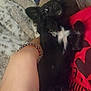 dog, black_dog, white_patch, pet, person, arm, bracelet, red_shirt, blanket, furniture, indoor, relaxed, lying_down, cozy, cute, small_dog, fur, paw, home, animal