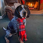 Moonie is registered to the contest to win money with this photo: animal, architecture, armchair, beagle, building, canine, chair, clothing, couch, dog, fireplace, furniture, hound, indoors, interiordesign, livingroom, pet, pointer, puppy, room