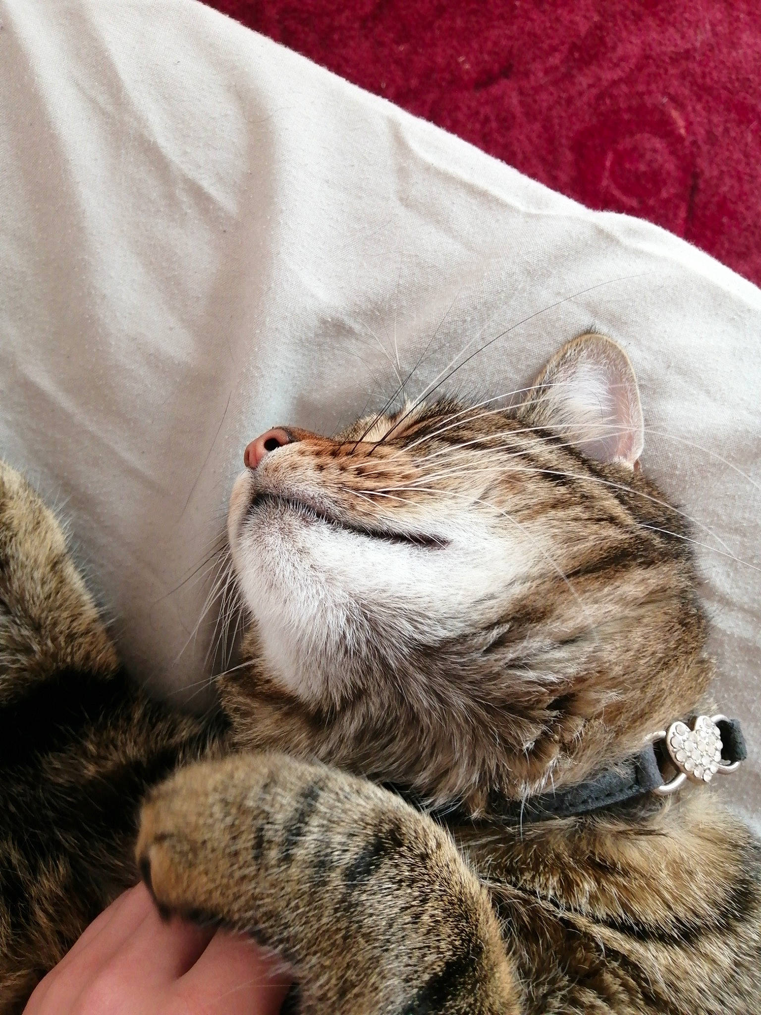 Onyx a rejoint le concours — aidez-le/la à gagner de superbes lots ! carnivore, cat, claw, comfort, domestic_short_haired_cat, fawn, felidae, foot, fur, grey, human_leg, leg, linens, paw, small_to_medium_sized_cats, snout, tail, terrestrial_animal, textile, whiskers