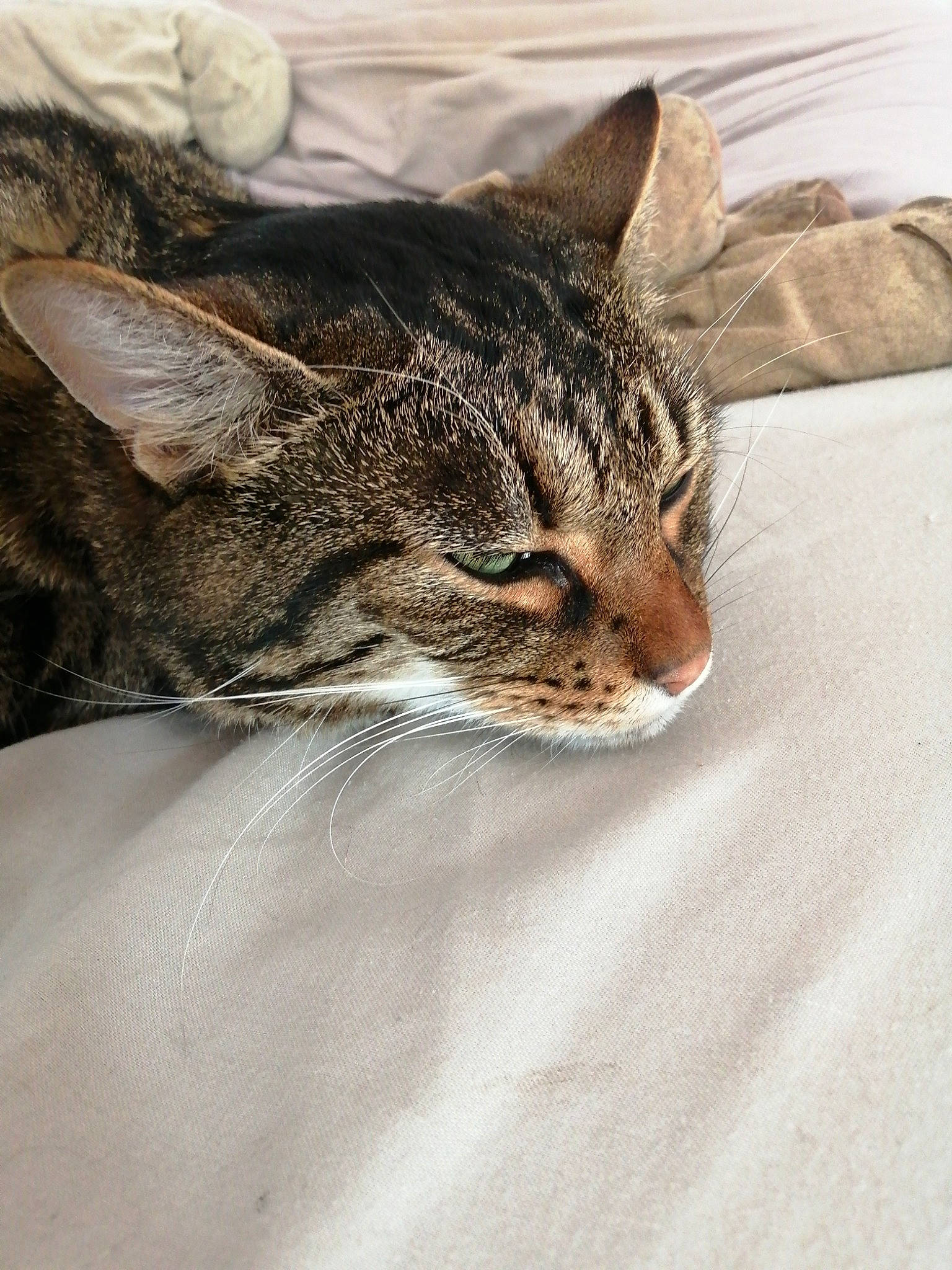 Onyx participe au concours pour gagner de l'argent avec cette photo : carnivore, cat, claw, comfort, domestic_short_haired_cat, ear, fawn, felidae, fur, grey, hair, head, human_body, paw, small_to_medium_sized_cats, snout, terrestrial_animal, tree, whiskers, wildlife