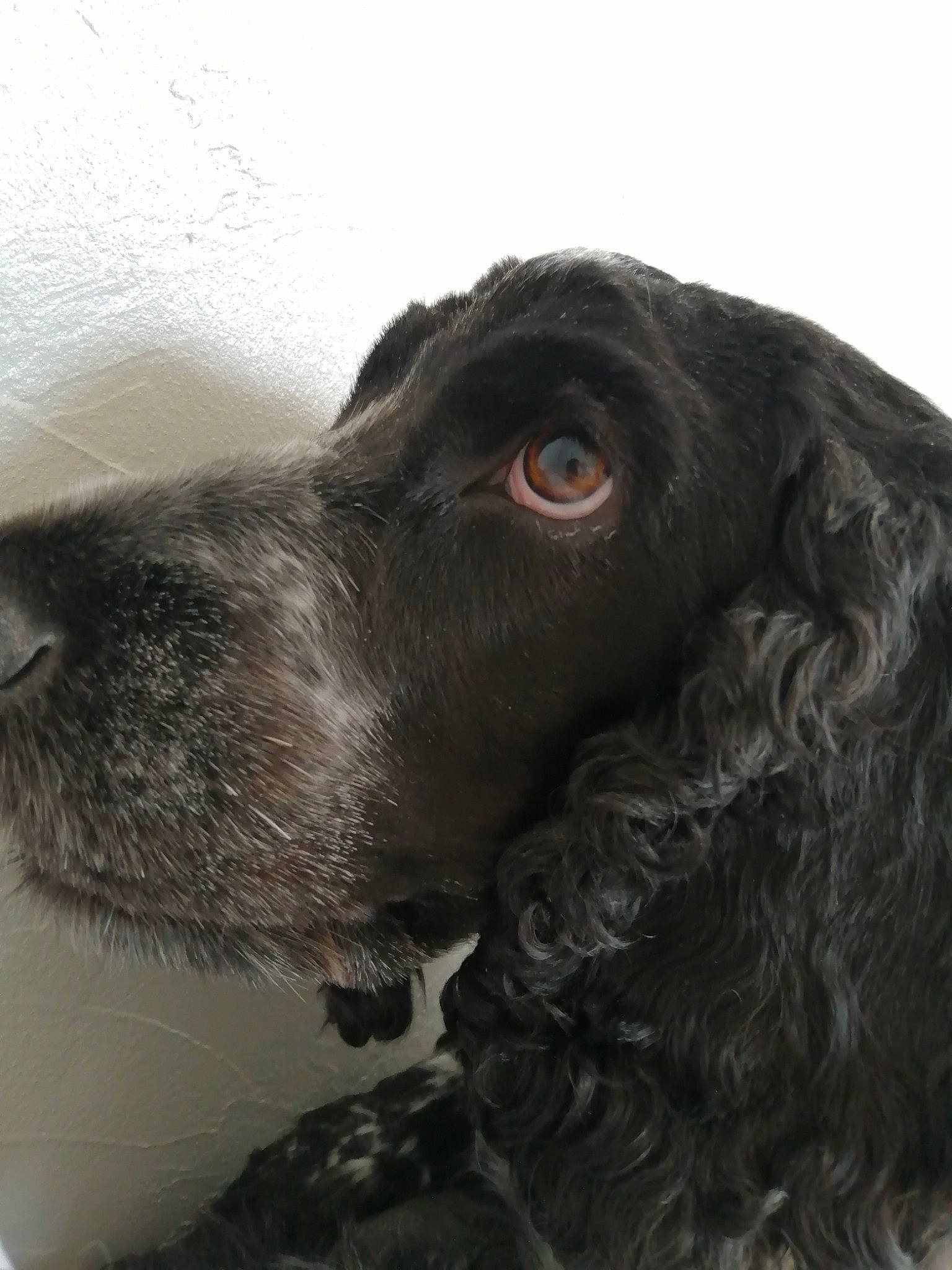 Naska a rejoint le concours — aidez-le/la à gagner de superbes lots ! canidae, carnivore, cocker_spaniel, collar, companion_dog, dog, dog_breed, dog_collar, ear, fur, gun_dog, hunting_dog, liver, retriever, russian_spaniel, snout, spaniel, sporting_group, whiskers, working_animal