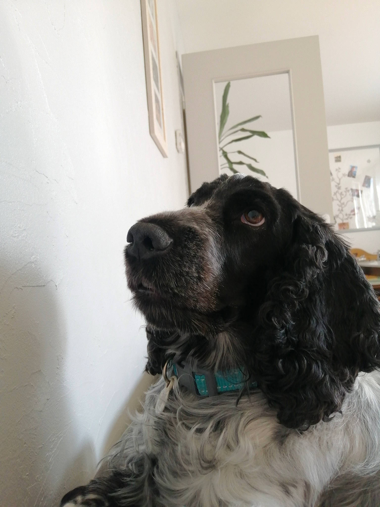 Naska a rejoint le concours — aidez-le/la à gagner de superbes lots ! canidae, carnivore, cocker_spaniel, collar, companion_dog, dog, dog_breed, dog_collar, french_spaniel, fur, gun_dog, liver, picture_frame, retriever, snout, spaniel, sporting_group, whiskers, working_animal, working_dog