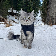 Bud is registered to the contest to win money with this photo: animal, cat, cold, eyes, fluffy, forest, fur, gray_cat, harness, leash, mammal, nature, outdoor, pet, scenery, snow, standing, tree, wildlife, winter