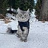 animal, cat, cold, eyes, fluffy, forest, fur, gray_cat, harness, leash, mammal, nature, outdoor, pet, scenery, snow, standing, tree, wildlife, winter