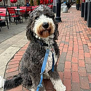 Melvin joined the competition — help win amazing prizes! dog, curly_fur, leash, sidewalk, brick_pavement, urban, outdoor, red_umbrella, chairs, street, pet, canine, sitting, furry, collar, daylight, calm, quiet, walk, city