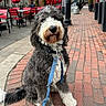 dog, curly_fur, leash, sidewalk, brick_pavement, urban, outdoor, red_umbrella, chairs, street, pet, canine, sitting, furry, collar, daylight, calm, quiet, walk, city