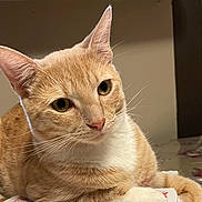 Leo is registered to the contest to win money with this photo: animal, cat, closeup, curious, cute, domestic_cat, ears, eyes, feline, fur, indoor, mammal, orange_tabby, pet, portrait, relaxed, resting, soft_light, table, whiskers