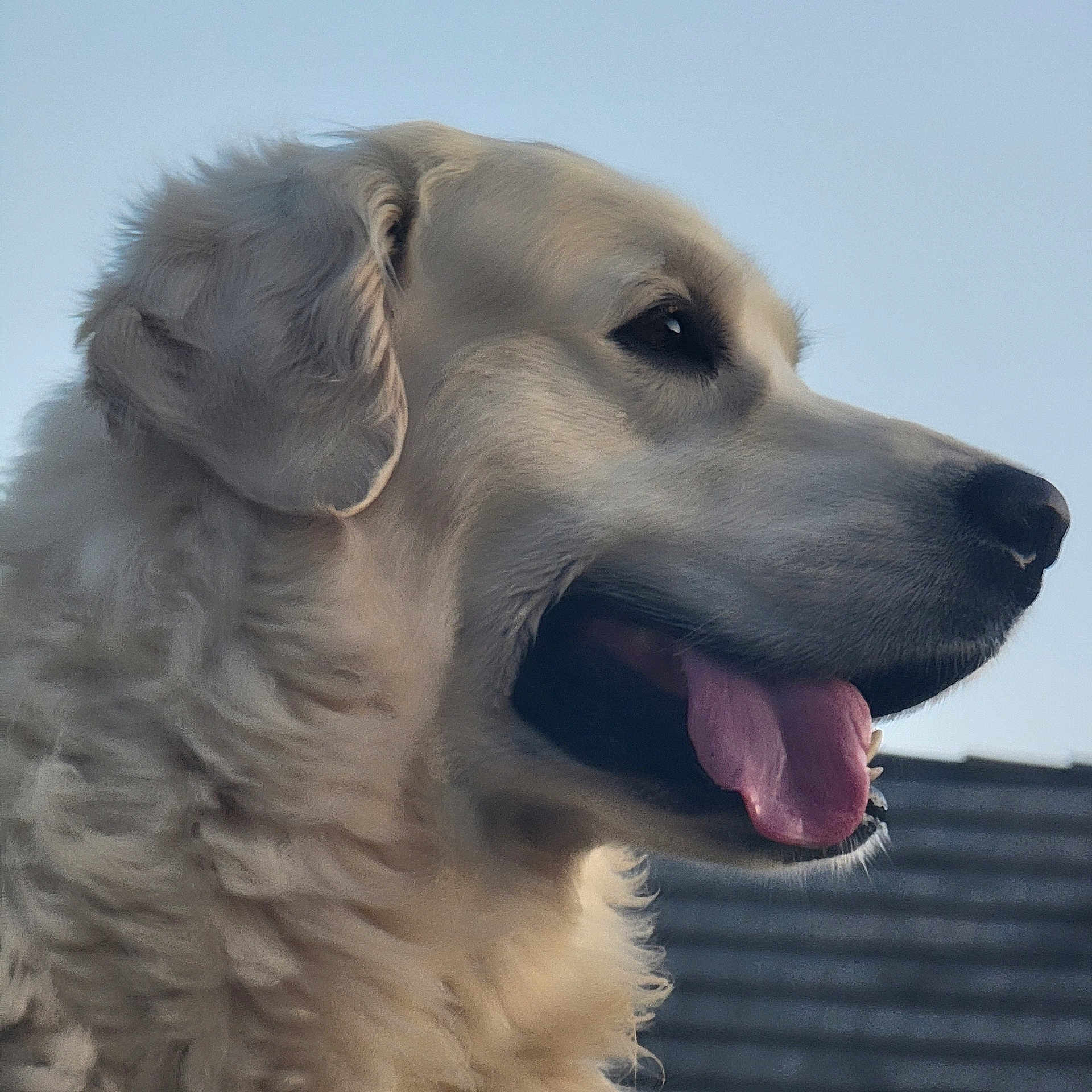 Thor a rejoint le concours — aidez-le/la à gagner de superbes lots ! dog, golden_retriever, tongue_out, close_up, profile, fur, pet, canine, outdoor, sky, happy, animal, muzzle, ears, portrait, domestic_animal, friendly, tongue, daylight, nature