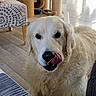 dog, golden_retriever, tongue, licking, indoor, floor, furniture, chair, cat_scratching_post, pet, animal, fur, close_up, cute, domestic_animal, looking_at_camera, light, home, wood_floor, expression