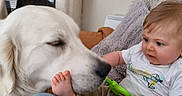 Thor a rejoint le concours — aidez-le/la à gagner de superbes lots ! baby, dog, foot, toy, couch, pillow, indoor, child, white_dog, curious, playing, cute, furniture, happy, casual_clothing, home, interaction, comfort, gentle, closeup