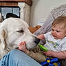 baby, dog, foot, toy, couch, pillow, indoor, child, white_dog, curious, playing, cute, furniture, happy, casual_clothing, home, interaction, comfort, gentle, closeup