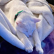 Pablo joined the competition — help win amazing prizes! animal, blanket, cat, collar, comfort, cozy, cute, domestic, feline, fur, indoor, paw, pet, plush, relaxation, resting, sleeping, soft, warm, white_cat