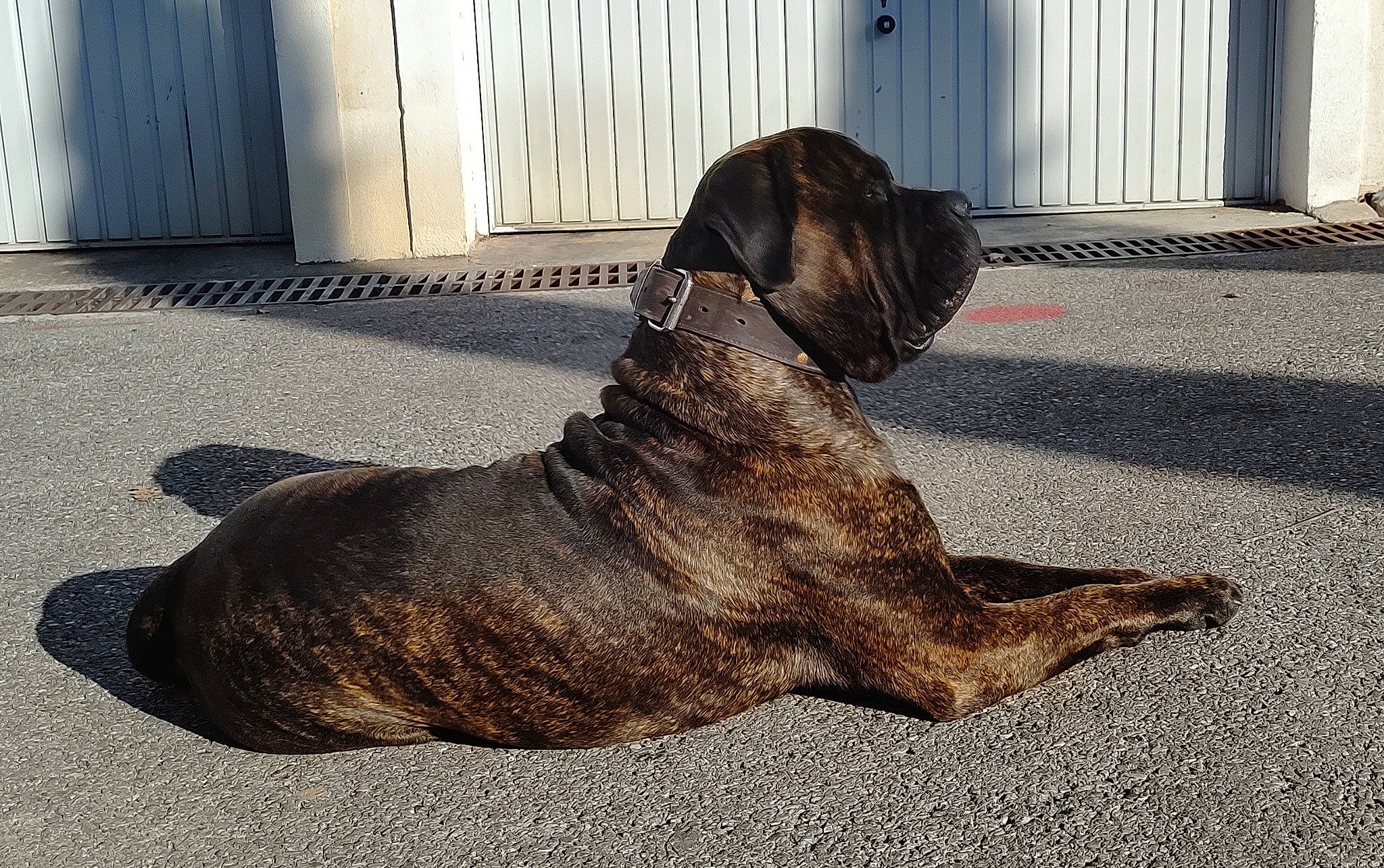 Saiko participe au concours pour gagner de l'argent avec cette photo : carnivore, collar, companion_dog, dog, dog_breed, dog_collar, dog_supply, door, fur, guard_dog, leash, liver, road_surface, sporting_group, tail, terrestrial_animal, treeing_tennessee_brindle, wood, working_animal, working_dog