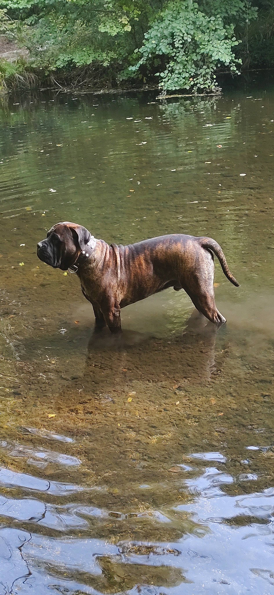 Saiko participe au concours pour gagner de l'argent avec cette photo : canidae, carnivore, collar, companion_dog, dog, dog_breed, dog_collar, fawn, guard_dog, gun_dog, hound, lake, liver, snout, sporting_group, tail, terrestrial_animal, water, wildlife, working_dog