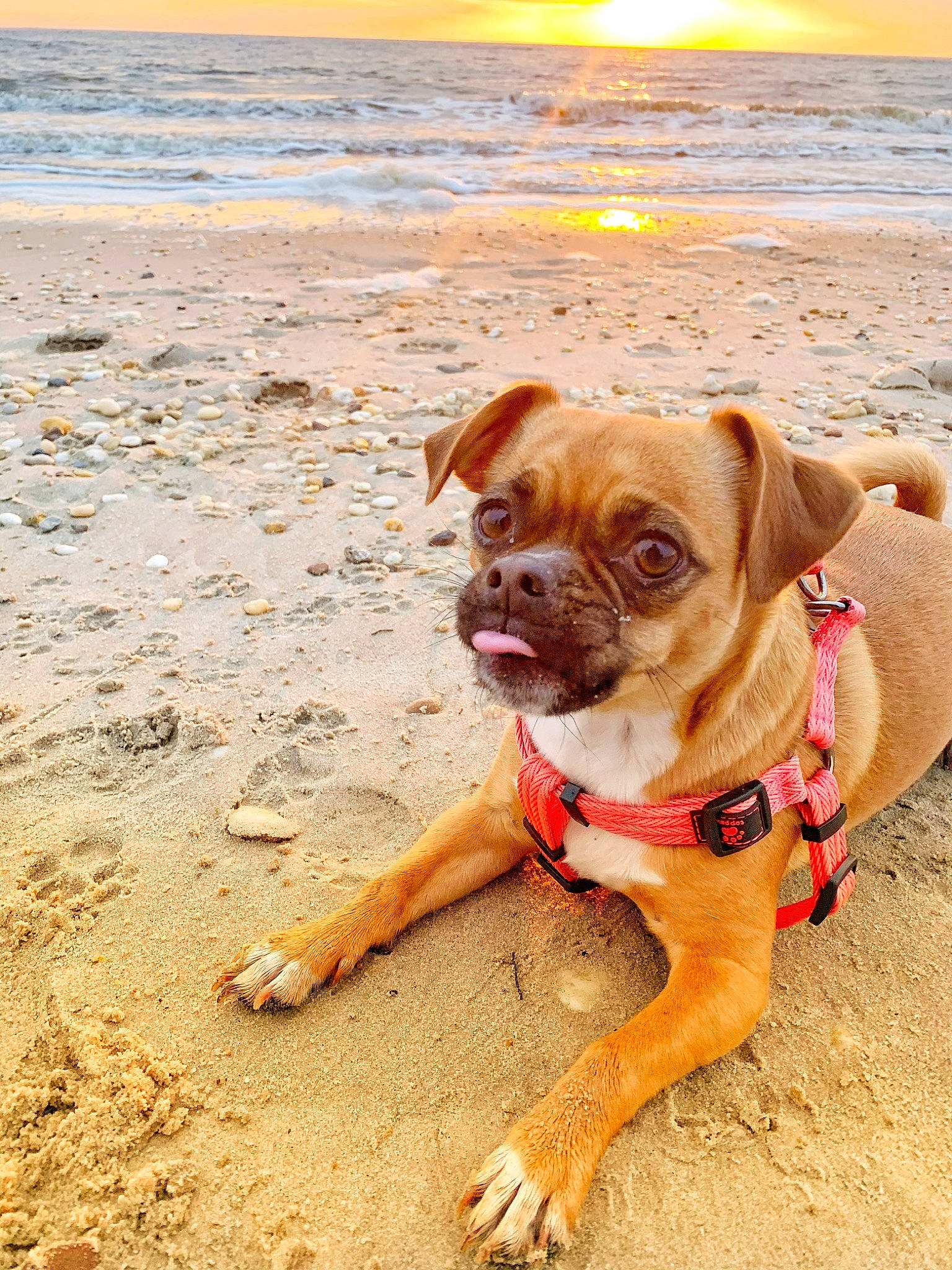 Harlee joined the competition — help win amazing prizes! beach, boxer, carnivore, coast, collar, companion_dog, dog, dog_breed, dog_collar, fawn, horizon, landscape, liver, ocean, sand, sky, sporting_group, water, wood, working_animal