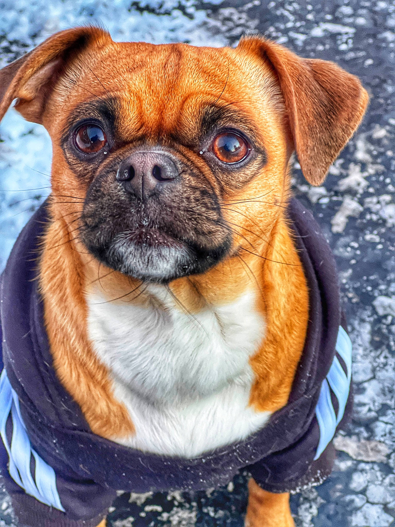 Harlee is registered to the contest to win money with this photo: canidae, carnivore, collar, companion_dog, dog, dog_breed, dog_collar, dog_supply, fawn, fur, iris, liver, pet_supply, plant, snout, sporting_group, terrestrial_animal, whiskers, working_animal, wrinkle