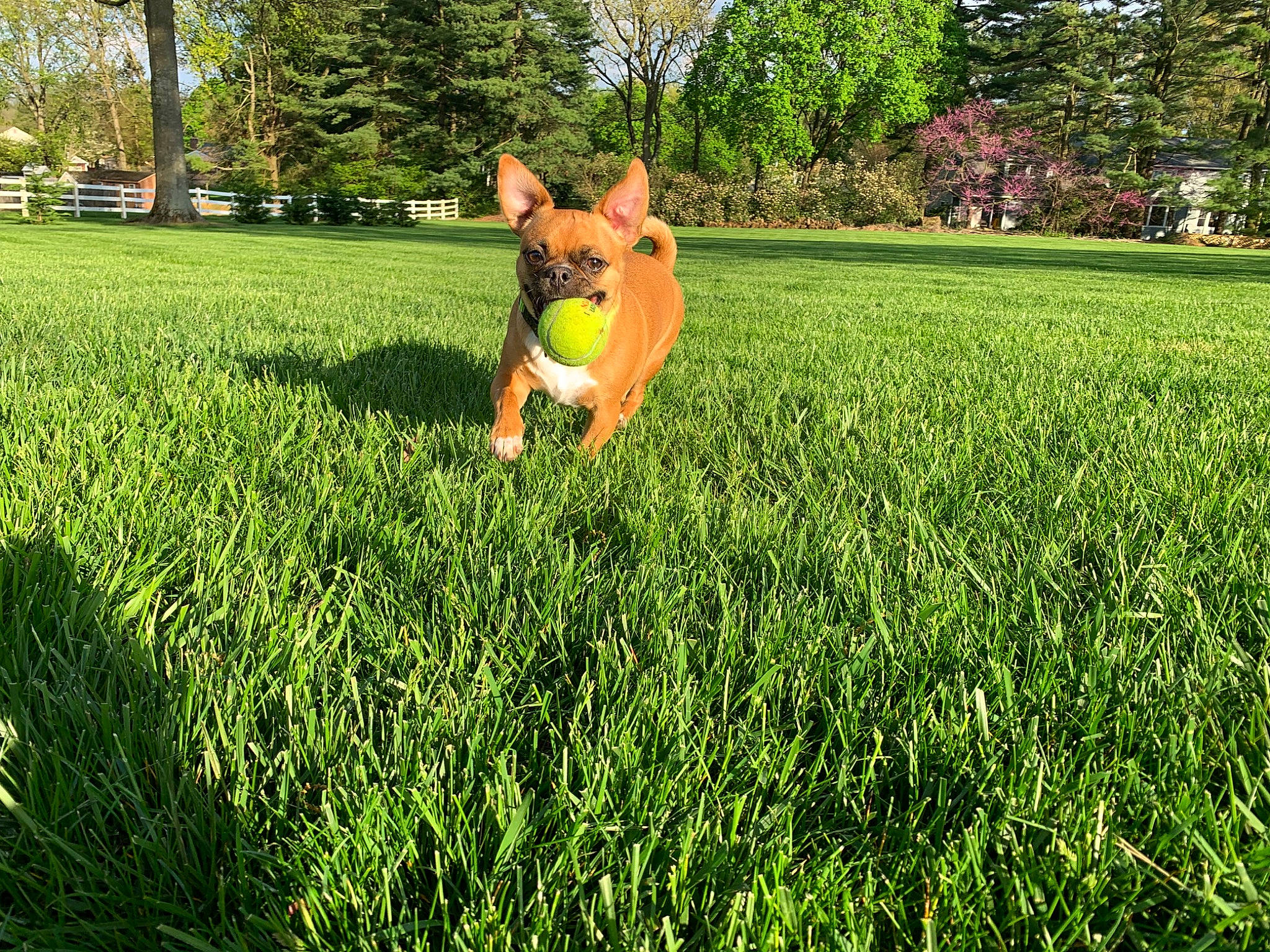 Harlee is registered to the contest to win money with this photo: carnivore, companion_dog, dog, dog_breed, fawn, grass, grass_family, grassland, groundcover, happy, landscape, lawn, leisure, meadow, natural_landscape, people_in_nature, plant, shrub, tail, tree