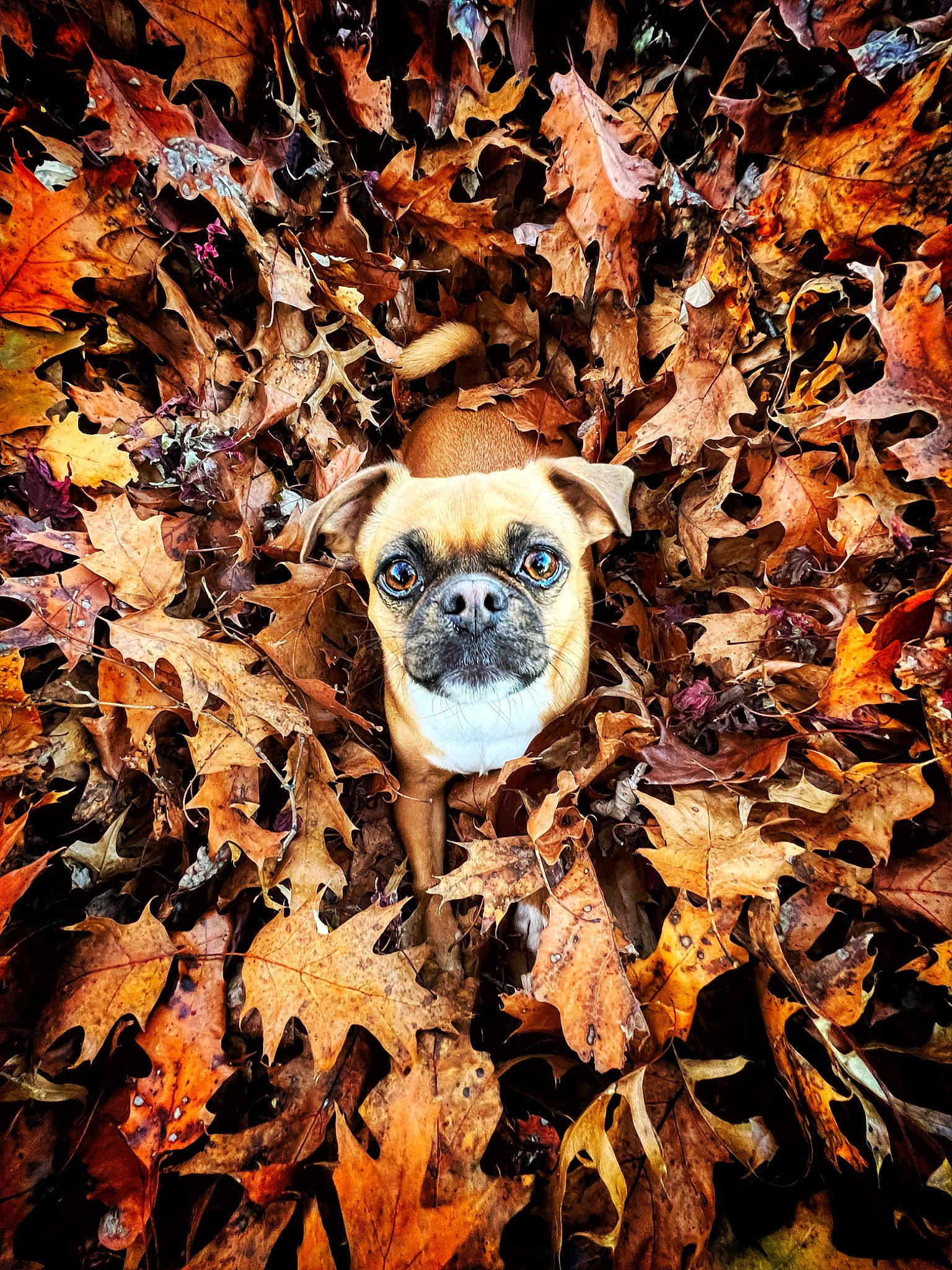 Harlee joined the competition — help win amazing prizes! art, brown, carnivore, deciduous, dog_breed, fawn, fur, perching_bird, photo_caption, plant, snout, soil, tail, terrestrial_animal, tree, trunk, twig, whiskers, wildlife, wood