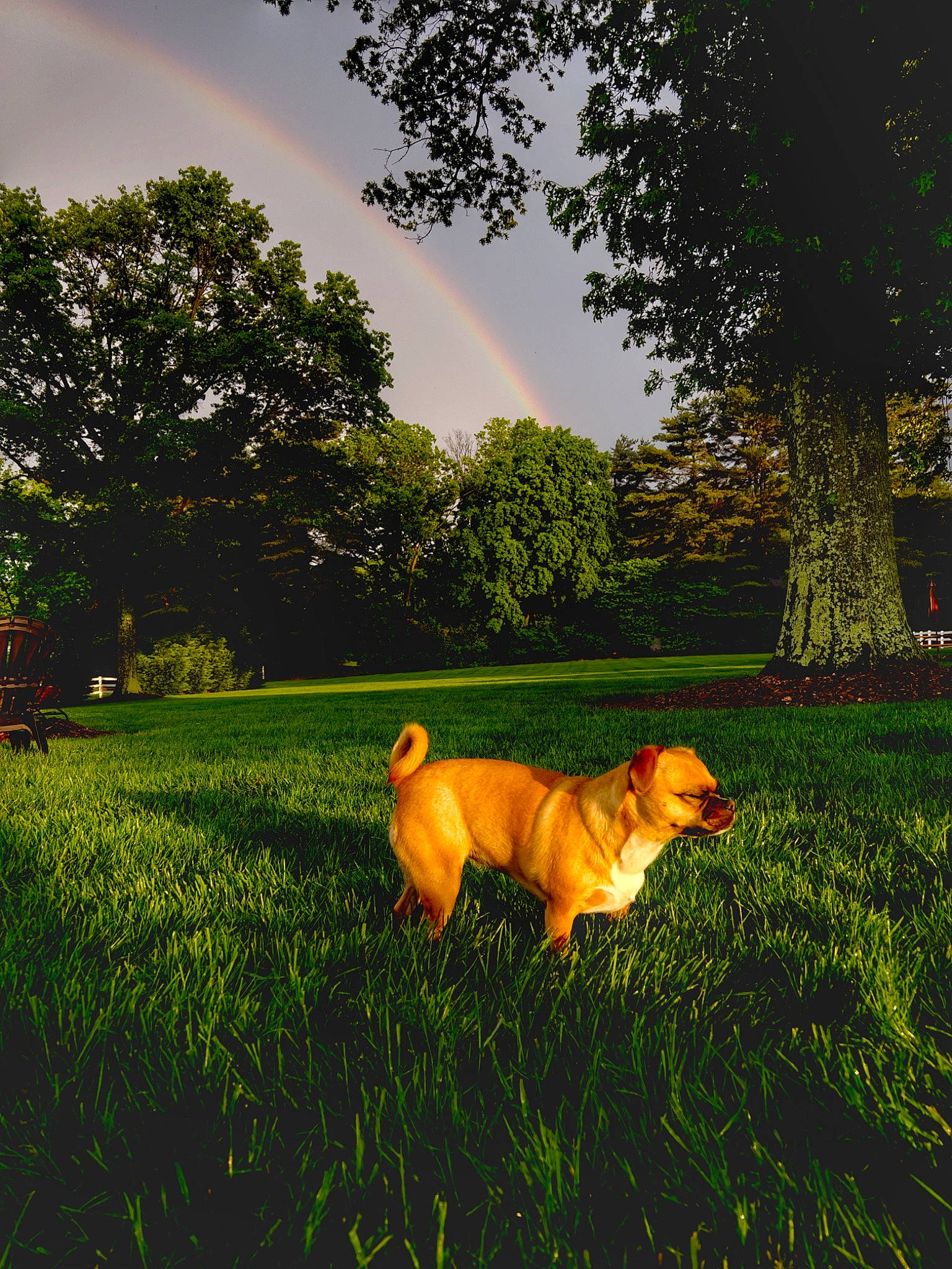 Harlee is registered to the contest to win money with this photo: carnivore, cloud, companion_dog, dog, dog_breed, fawn, grass, grassland, landscape, meadow, morning, natural_landscape, people_in_nature, plant, rural_area, sky, sunlight, tail, tints_and_shades, tree