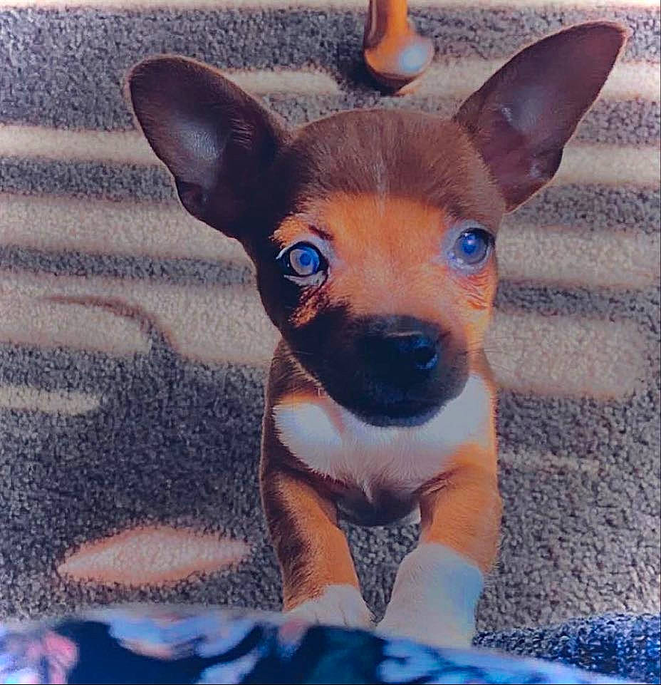 Pookie is registered to the contest to win money with this photo: canidae, carnivore, chihuahua, companion_dog, dog, dog_breed, fawn, mammal, miniature_fox_terrier, miniature_pinscher, prazsky_krysarik, puppy, rare_breed_dog, rat_terrier, russkiy_toy, snout, teddy_roosevelt_terrier, toy_dog, toy_fox_terrier, vertebrate