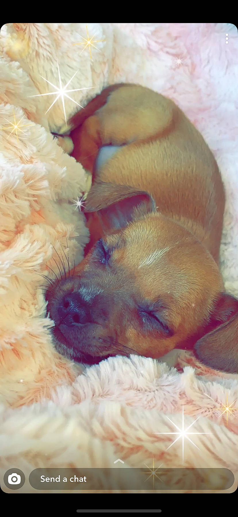 Pookie is registered to the contest to win money with this photo: canidae, carnivore, companion_dog, dog, dog_breed, fawn, puppy, puppy_love, schnoodle, snout