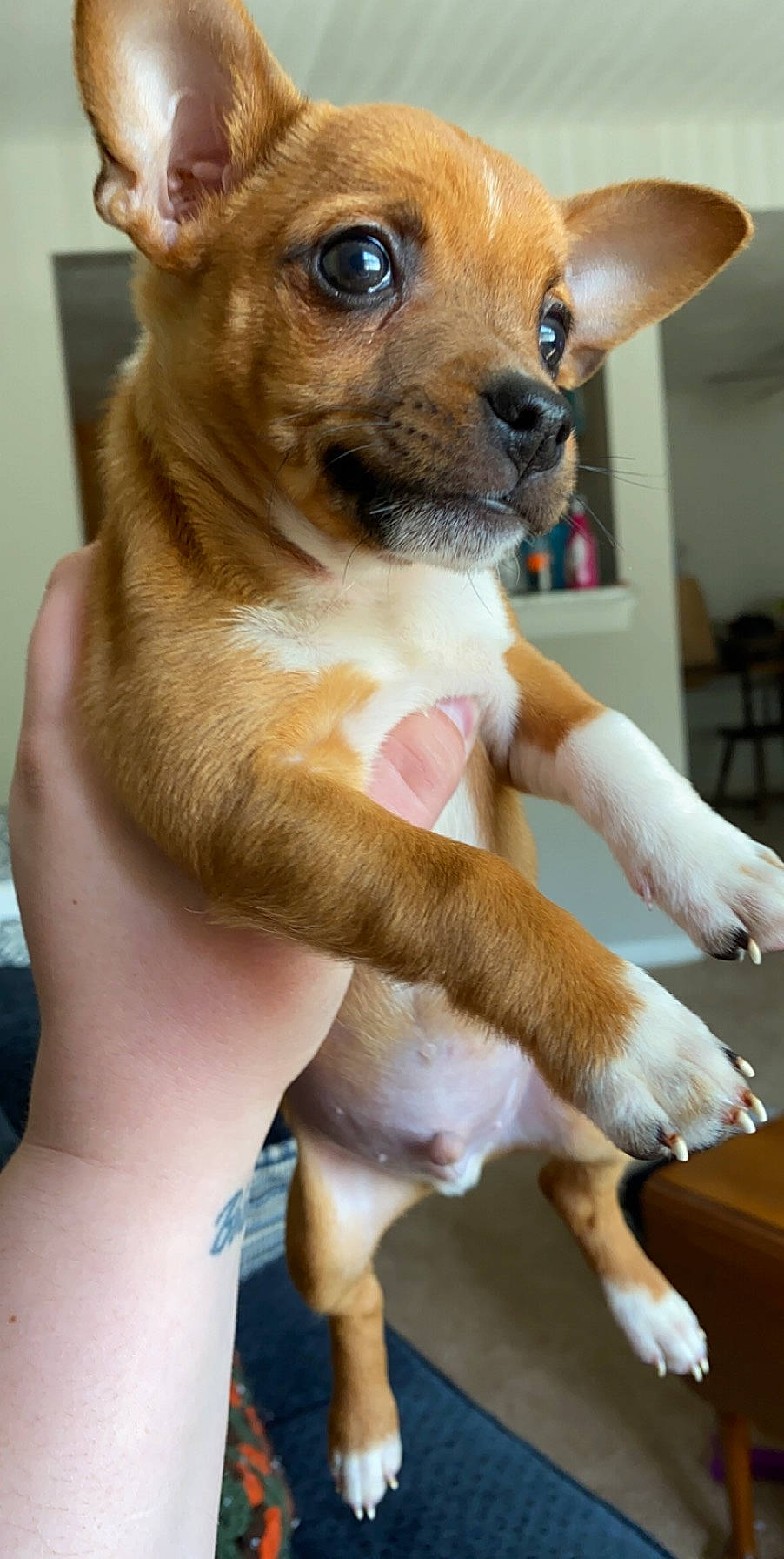 Pookie joined the competition — help win amazing prizes! ancient_dog_breeds, canidae, carnivore, chihuahua, companion_dog, corgi_chihuahua, dog, dog_breed, ear, fawn, mammal, miniature_fox_terrier, puppy, snout, sporting_group, toy_dog, vertebrate, whiskers