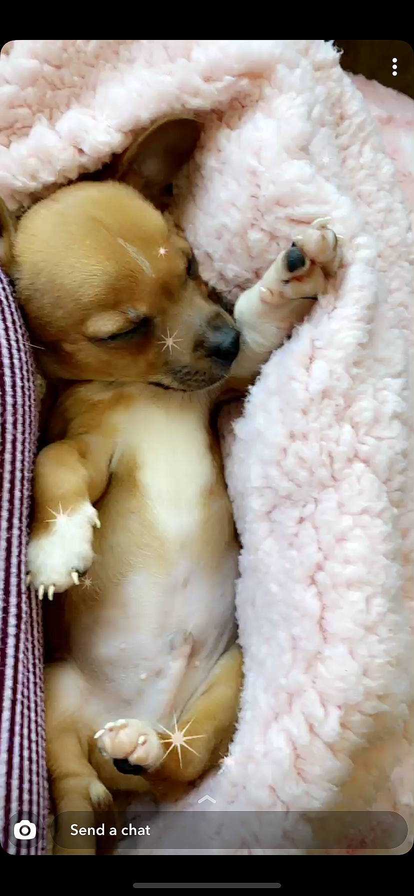 Pookie is registered to the contest to win money with this photo: canidae, carnivore, chihuahua, companion_dog, dog, dog_breed, fawn, non_sporting_group, poodle, puppy, puppy_love, snout, standard_poodle, toy_dog