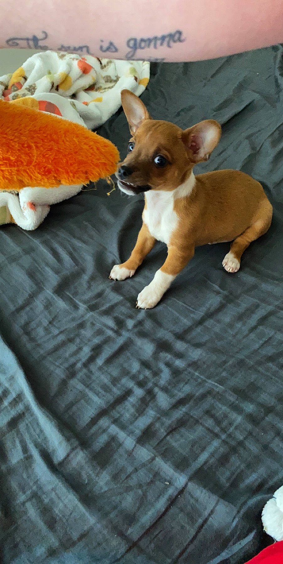 Pookie is registered to the contest to win money with this photo: ancient_dog_breeds, basenji, canidae, carnivore, chihuahua, companion_dog, corgi_chihuahua, dog, dog_breed, fawn, feist, mammal, miniature_fox_terrier, paw, puppy, russkiy_toy, teddy_roosevelt_terrier, toy_dog, toy_fox_terrier, vertebrate