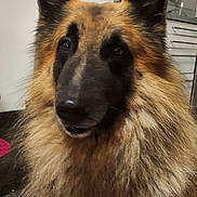 Simba participe au concours pour gagner de l'argent avec cette photo : dog, german_shepherd, fluffy, indoor, pet, animal, fur, close_up, face, ears, brown, black, mane, portrait, canine, domestic_animal, household, hat, background, companion