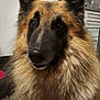 dog, german_shepherd, fluffy, indoor, pet, animal, fur, close_up, face, ears, brown, black, mane, portrait, canine, domestic_animal, household, hat, background, companion