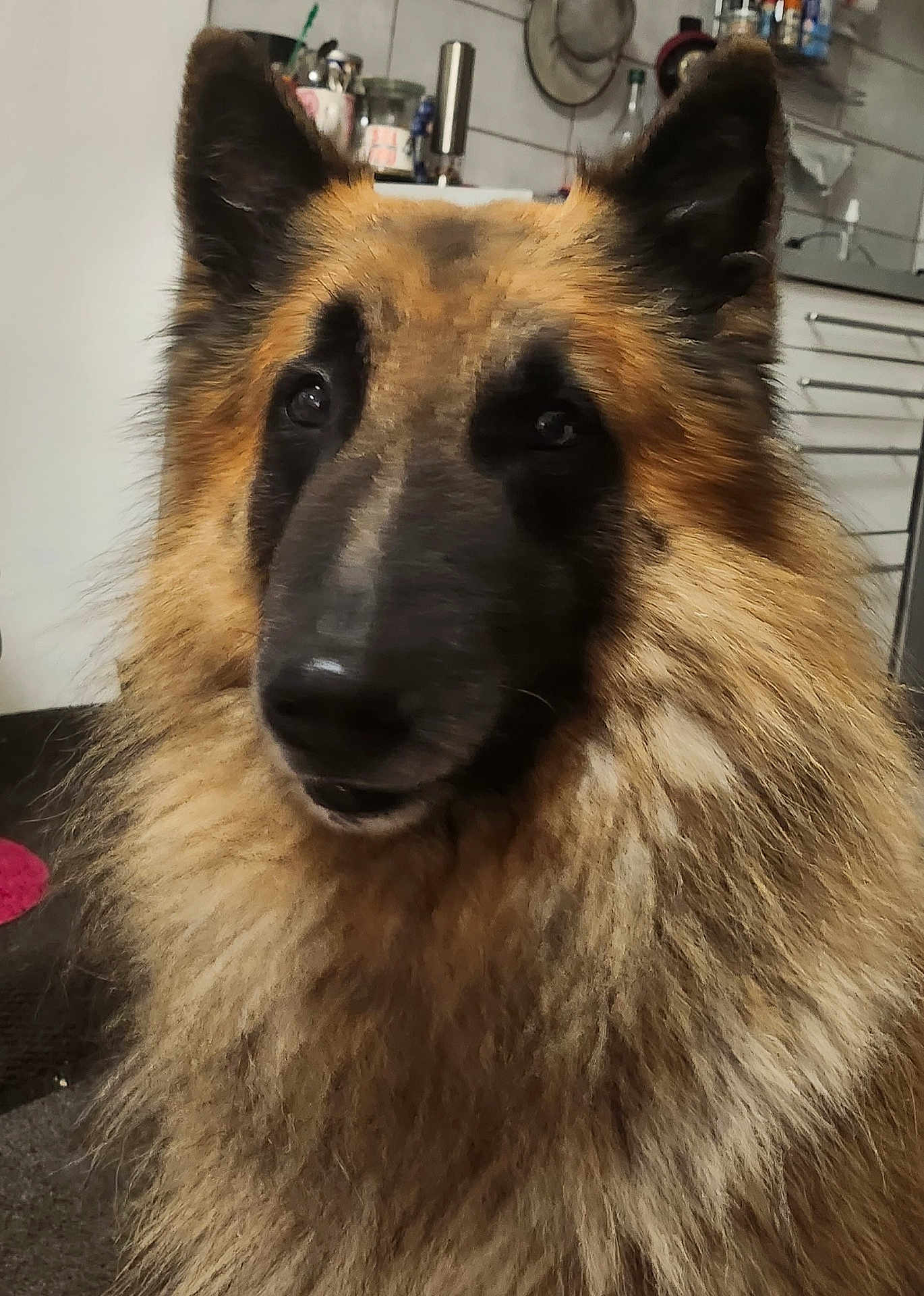 Simba