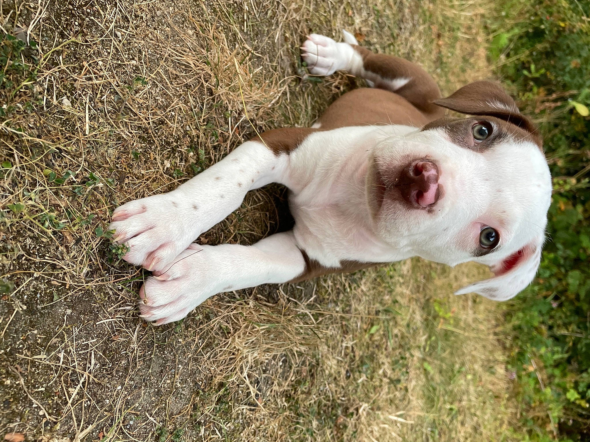 Anouk a rejoint le concours — aidez-le/la à gagner de superbes lots ! canidae, carnivore, companion_dog, dog, dog_breed, dog_collar, fawn, grass, grassland, happy, non_sporting_group, people_in_nature, plant, snout, soil, sporting_group, sunglasses, terrestrial_animal, whiskers, working_animal