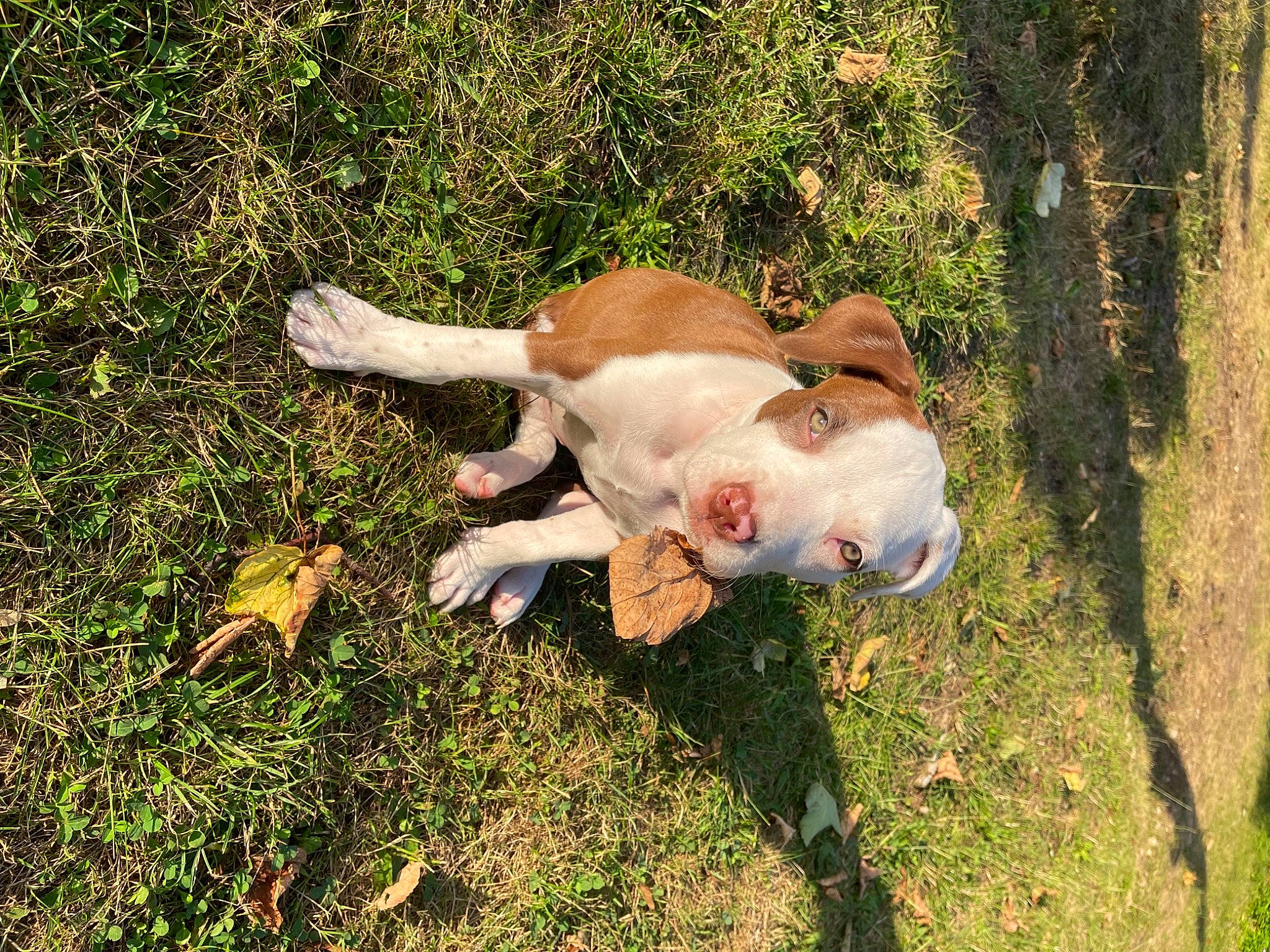 Anouk a rejoint le concours — aidez-le/la à gagner de superbes lots ! canidae, carnivore, companion_dog, dog, dog_breed, domestic_pig, eye, fawn, goats, grass, livestock, pasture, people_in_nature, snout, soil, suidae, tail, terrestrial_animal, toy, working_animal