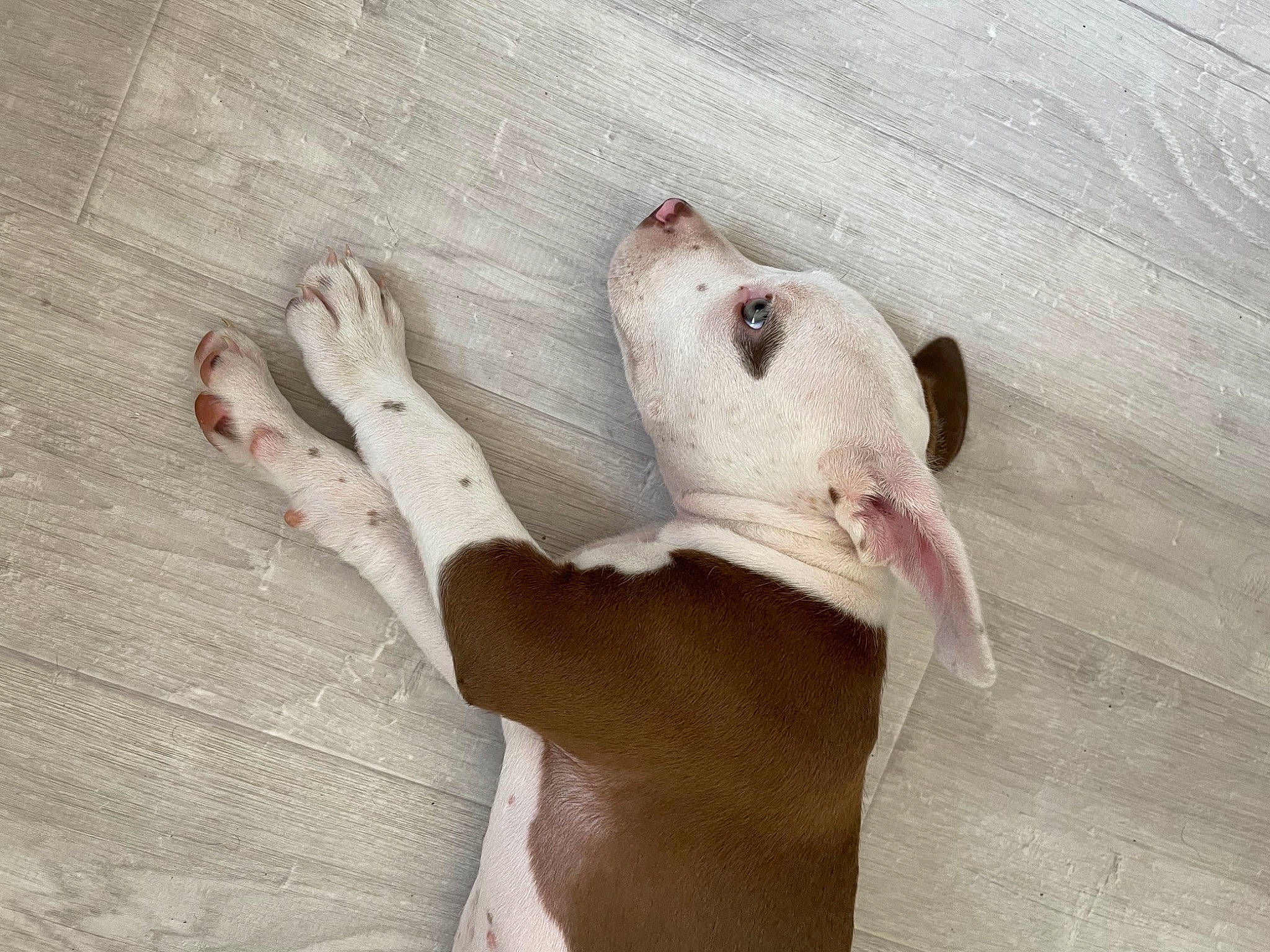 Anouk a rejoint le concours — aidez-le/la à gagner de superbes lots ! carnivore, comfort, dog_breed, fawn, felidae, foot, gesture, human_leg, jaw, leg, linens, nail, paw, rat, small_to_medium_sized_cats, snout, tail, toe, whiskers, wood