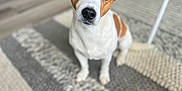 Leiko a rejoint le concours — aidez-le/la à gagner de superbes lots ! dog, pet, indoor, curious, brown_and_white, small_dog, carpet, flooring, home, cute, animal, canine, fur, ears, alert, sitting, domestic, companion, looking_up, portrait