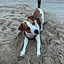 Leiko a rejoint le concours — aidez-le/la à gagner de superbes lots ! dog, jack_russell_terrier, beach, sand, sea, playful, pet, canine, animal, outdoor, water, tail, ears, fur, collar, nature, cute, happy, paw, dog_harness