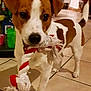 dog, puppy, toy, rope_toy, brown, white, floor, tile_floor, indoor, kitchen, pet, playful, animal, canine, ears, tail, snout, standing, domestic, background
