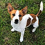 dog, grass, outdoor, pet, animal, brown_and_white, ears, curious, canine, fur, nature, cute, alert, mammal, sitting, looking_up, ground, tail, small_dog, daylight