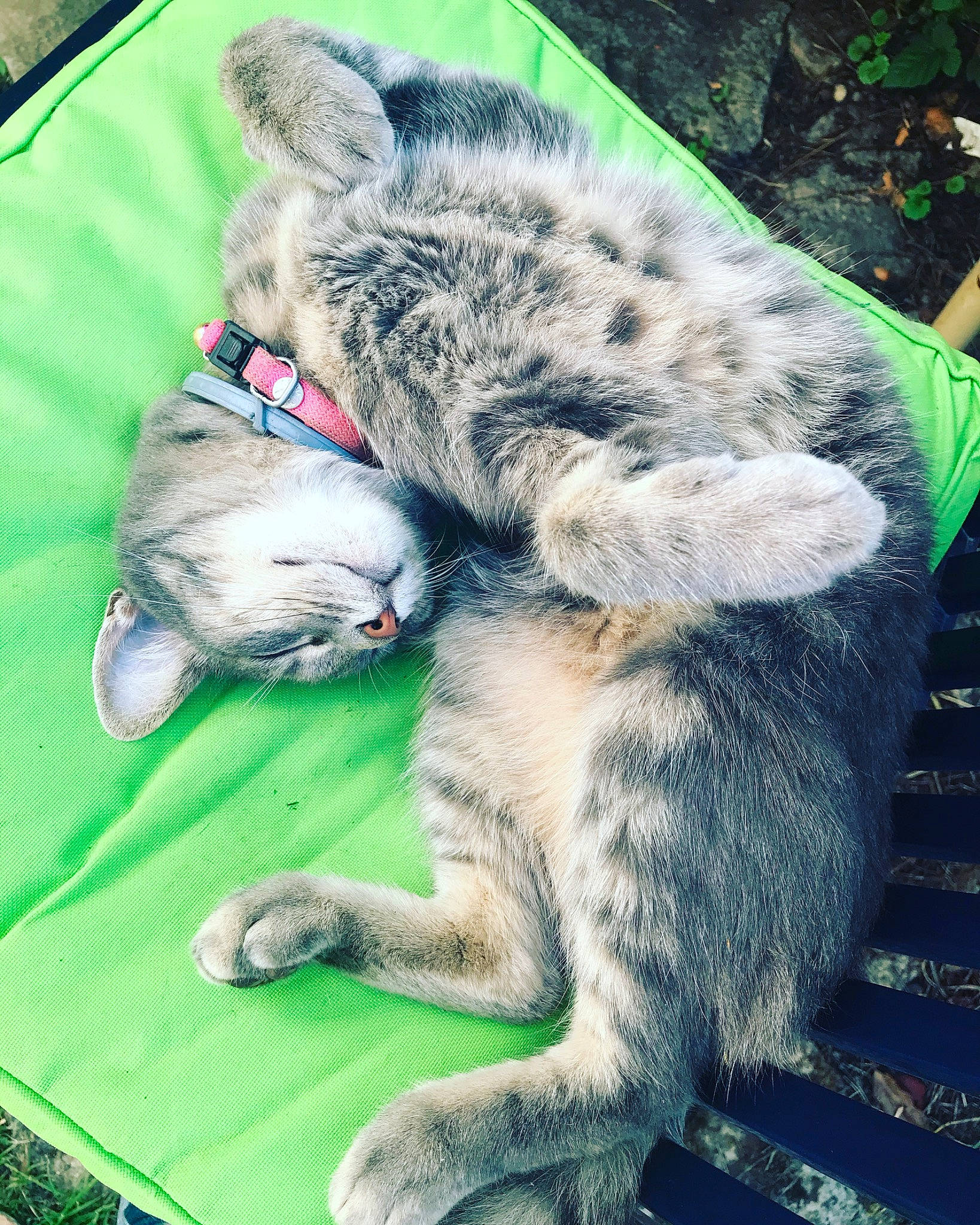 Dali participe au concours pour gagner de l'argent avec cette photo : canidae, carnivore, cat, felidae, mammal, small_to_medium_sized_cats, tail, wildlife