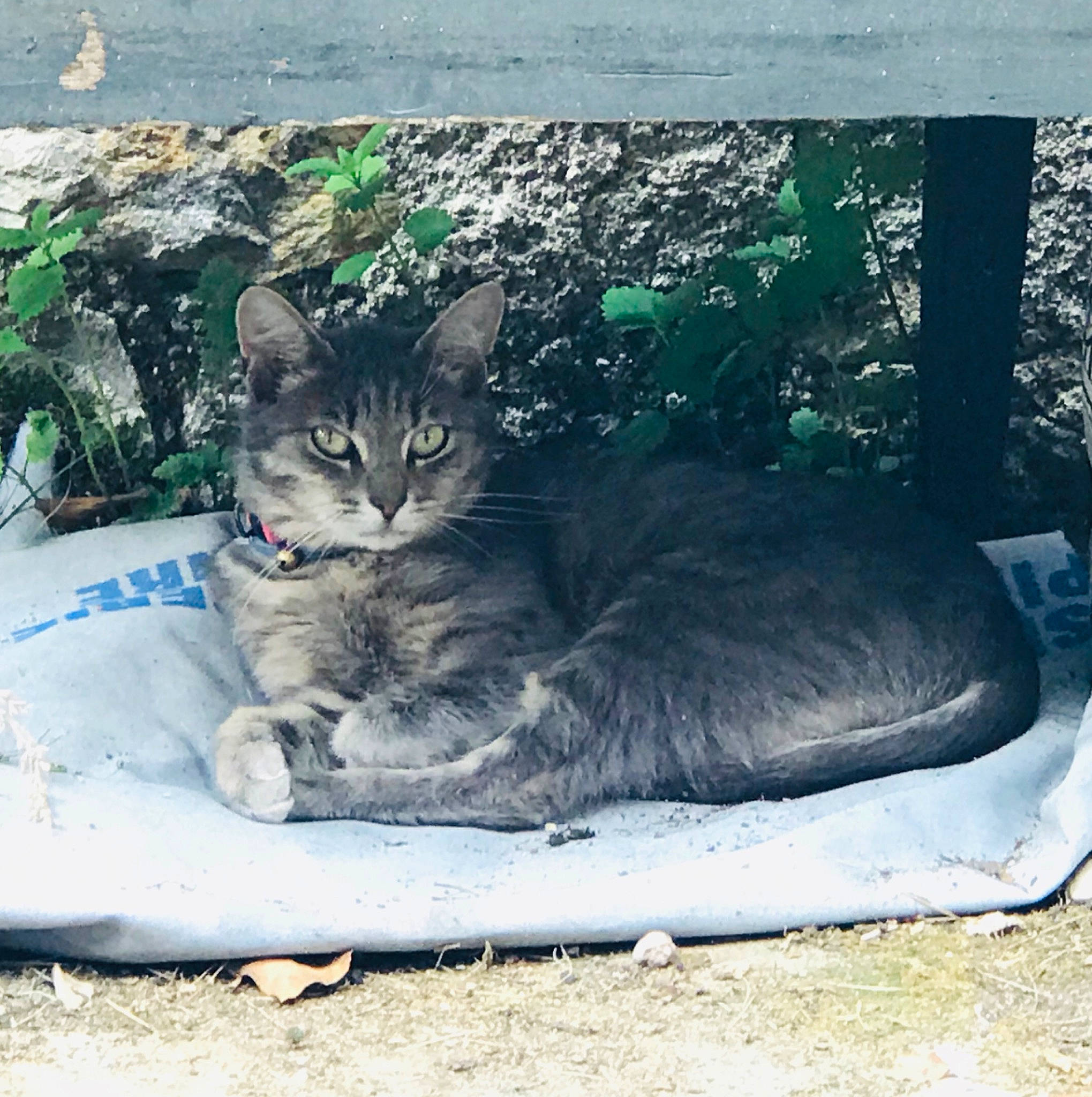 Dali a rejoint le concours — aidez-le/la à gagner de superbes lots ! carnivore, cat, domestic_short_haired_cat, european_shorthair, felidae, kitten, mountain, small_to_medium_sized_cats, tabby_cat, whiskers, wild_cat