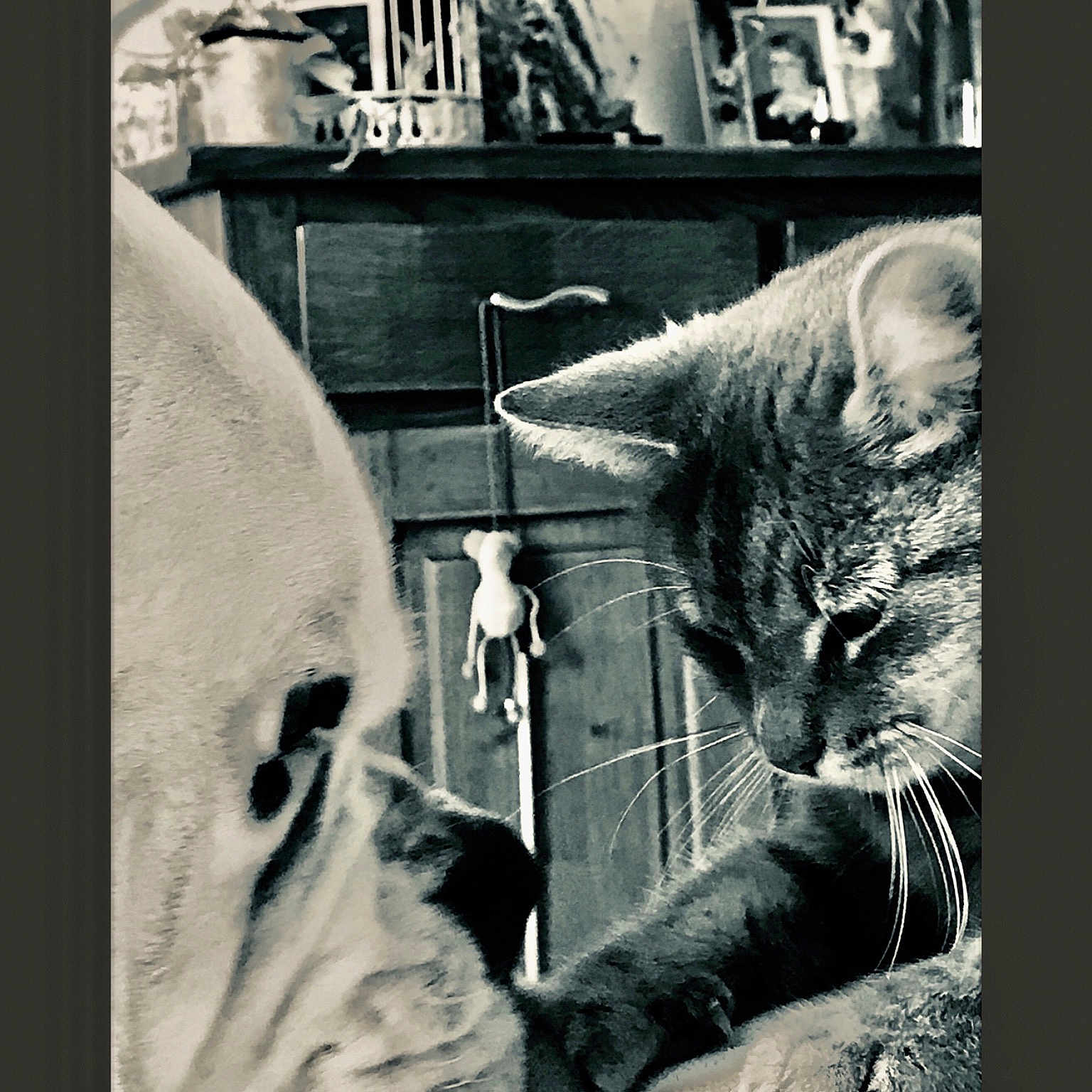 Dali