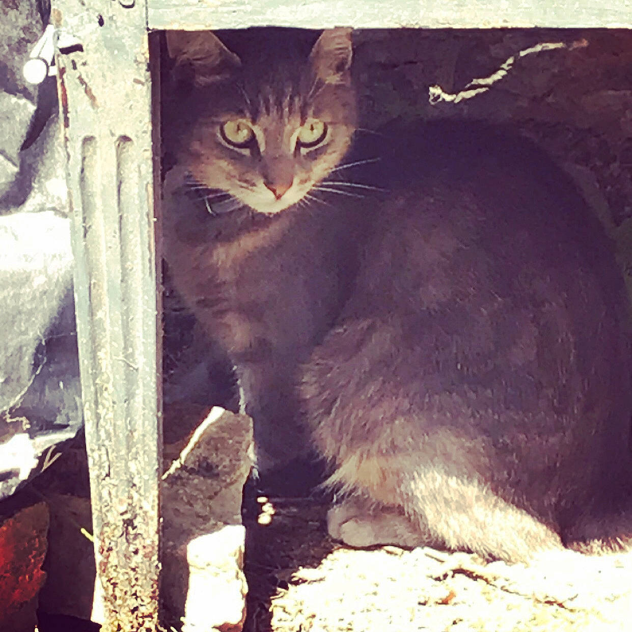 Dali participe au concours pour gagner de l'argent avec cette photo : asian, black_cat, carnivore, cat, domestic_short_haired_cat, european_shorthair, felidae, small_to_medium_sized_cats, tail, whiskers, wild_cat