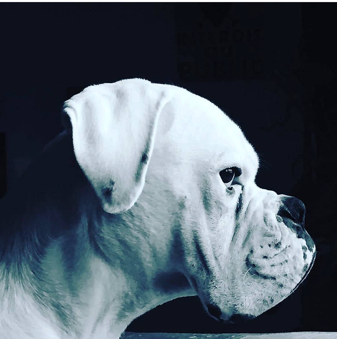 Michto participe au concours pour gagner de l'argent avec cette photo : american_bulldog, australian_bulldog, boxer, bulldog, canidae, carnivore, companion_dog, dog, dog_breed, ear, mammal, molosser, non_sporting_group, old_english_bulldog, olde_english_bulldogge, rare_breed_dog, snout, sporting_group, valley_bulldog, white_english_bulldog