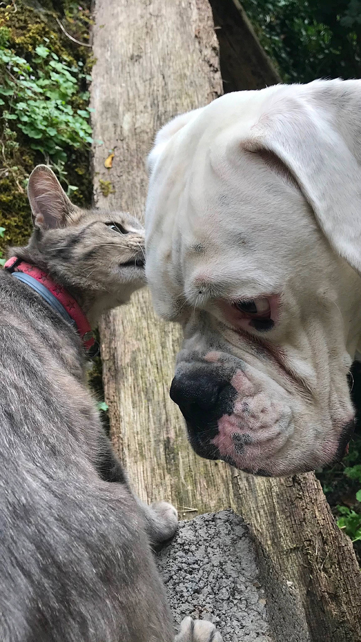 Michto a rejoint le concours — aidez-le/la à gagner de superbes lots ! american_bulldog, ancient_dog_breeds, australian_bulldog, bulldog, canidae, carnivore, companion_dog, dog, dog_breed, fawn, mammal, molosser, non_sporting_group, old_english_bulldog, olde_english_bulldogge, rare_breed_dog, snout, sporting_group, vertebrate, wrinkle